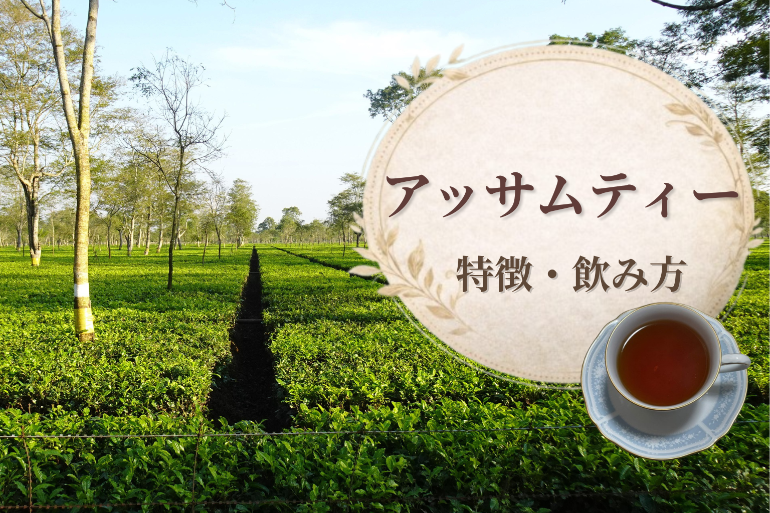 アッサムティーの特徴についてのアイキャッチ画像です。